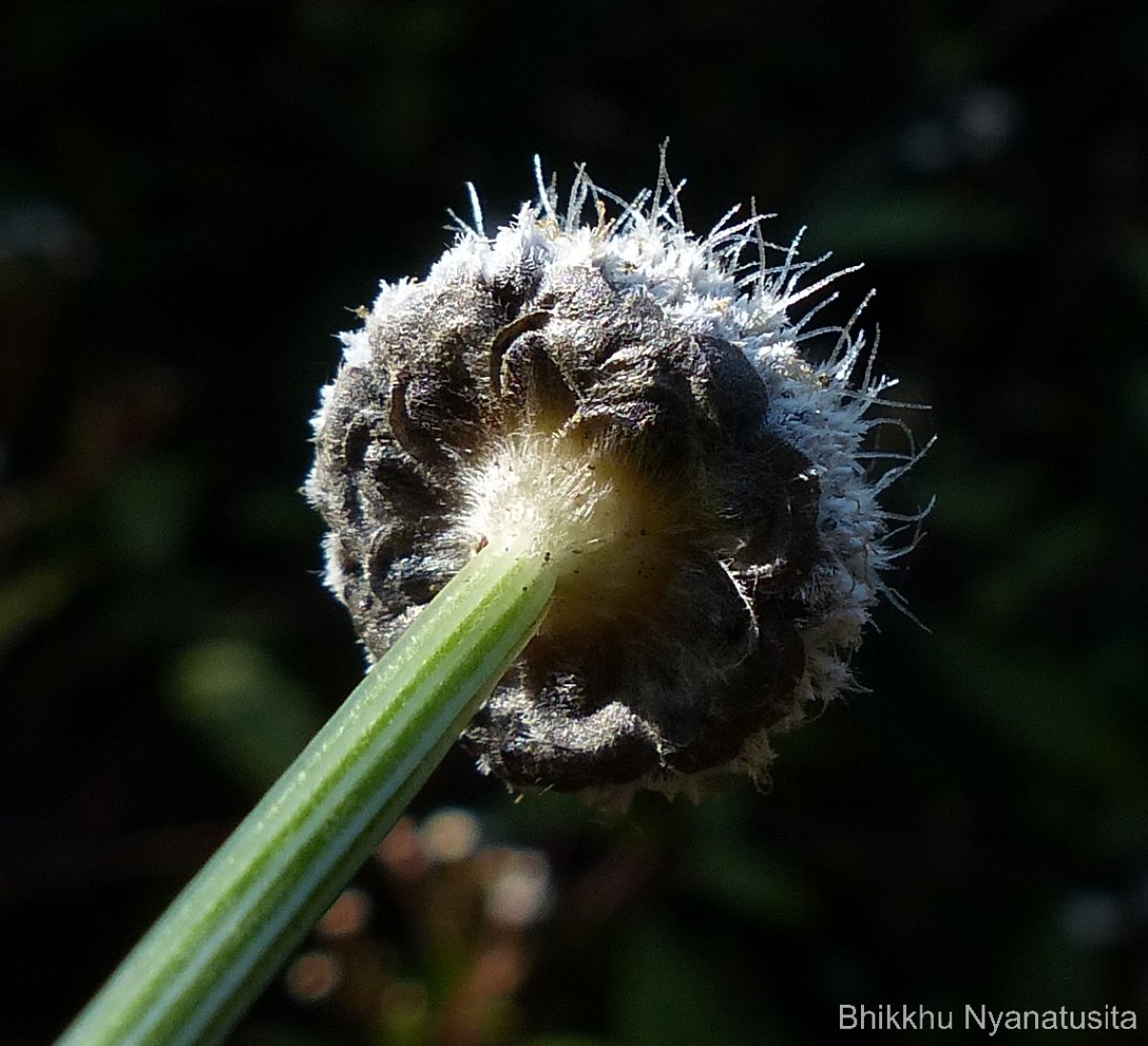 Eriocaulon philippo-coburgii Szyszyl. ex Wawra